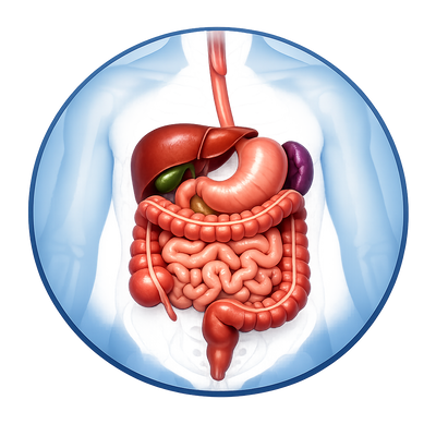 Digestion
